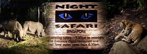 Night Safari