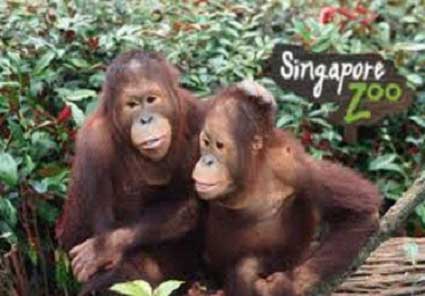 Singapur Zoo